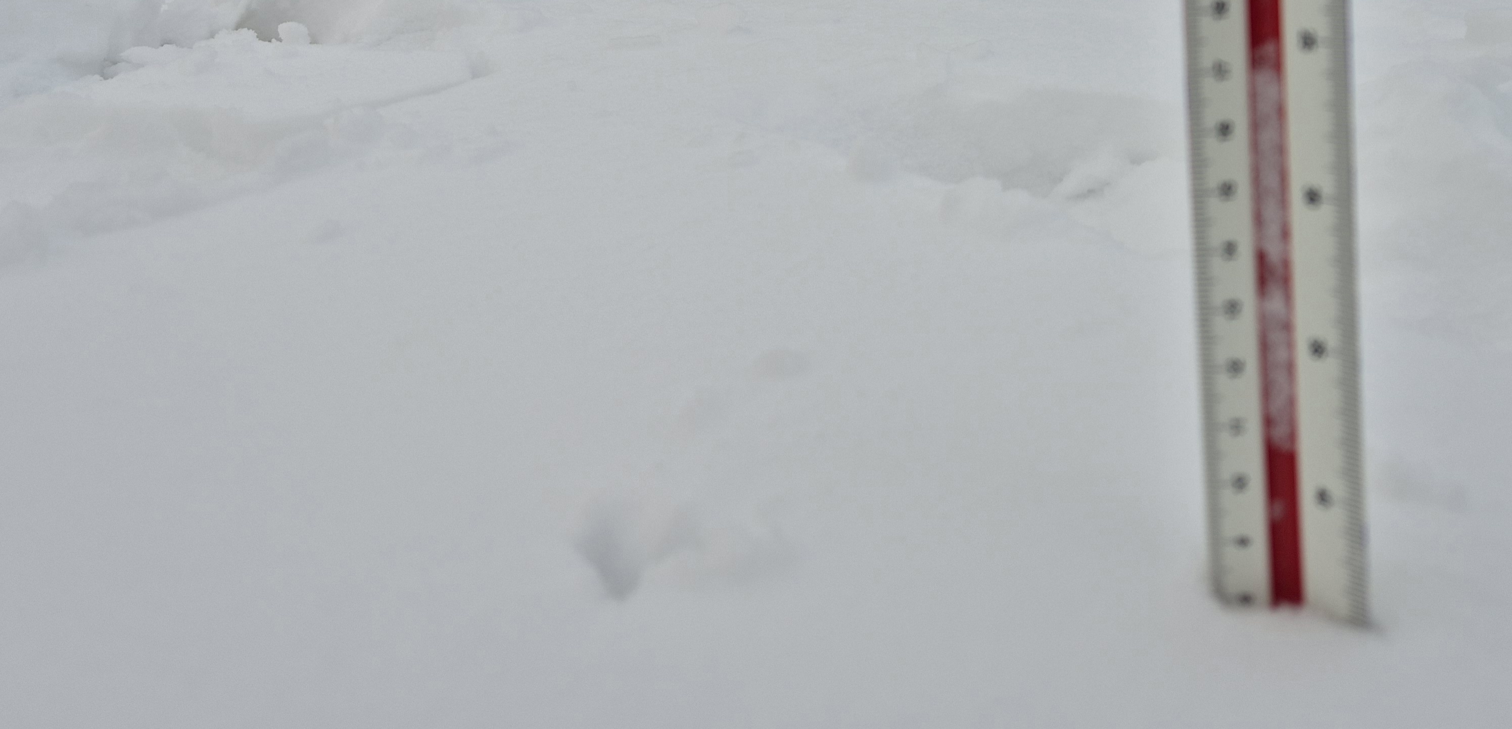 Alto Campoo entre 6 y 8 cm de nieve nueva en la cota 1650 m