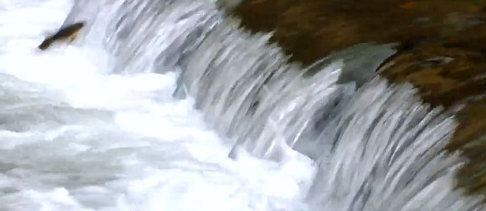 Remontan las bogas el ro Ebro en Reinosa | Vdeo