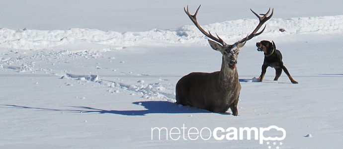 Venado acosado por un perro en Salces. La cara menos amable de la nieve