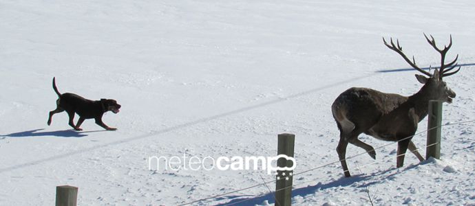 Venado acosado por un perro en Salces. La cara menos amable de la nieve