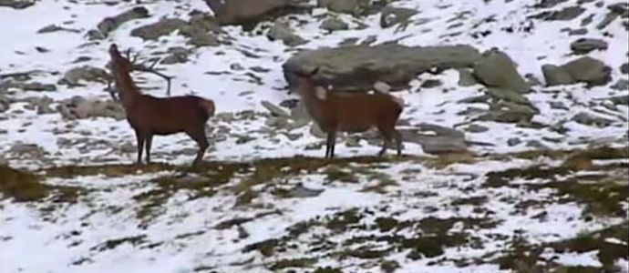 Vdeo de la berrea con nieve en el ao 2007 