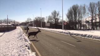 Venado cruza la carretera de Campoo de Suso a la altura de Salces