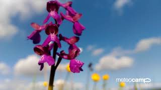 Ya es primavera en Cantabria: locura floral y animal a orillas del Embalse del Ebro